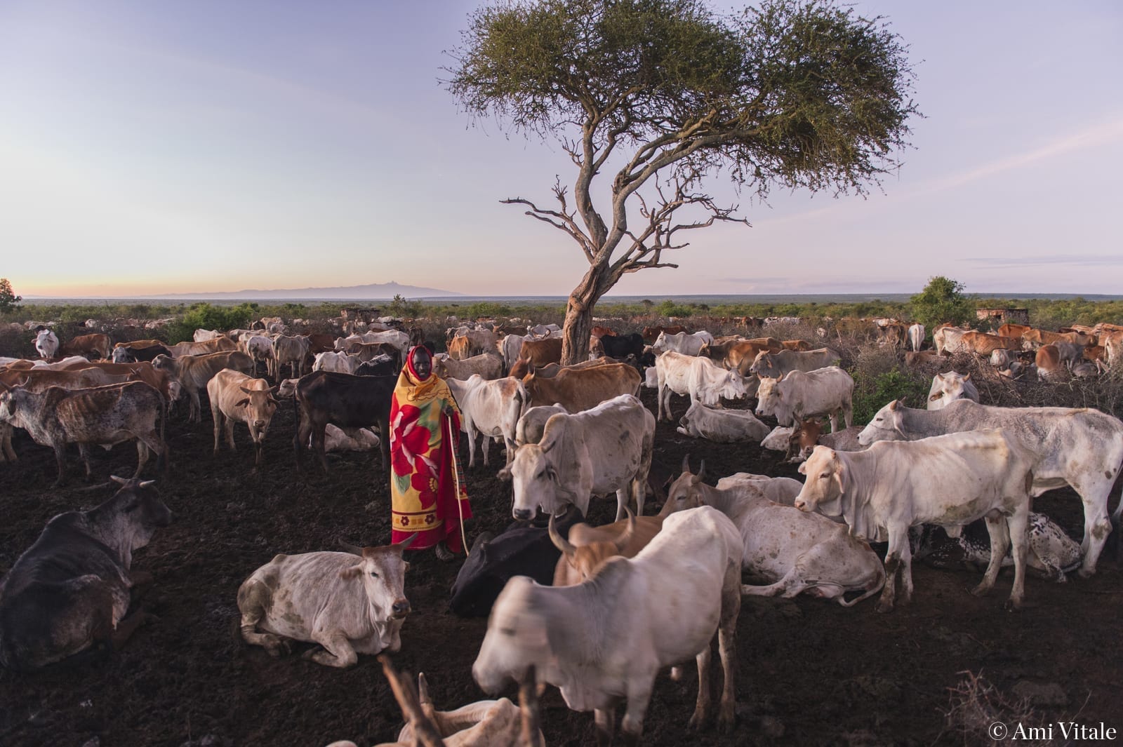 Sakakei Naiptari moves his cows out of the boma before they milk them and take them out for grazing at Loisaba. © Ami Vitale