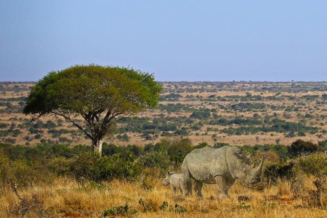 Memory of Black Rhinos at Loisaba. © Down to Earth Films & Kathy Campbell