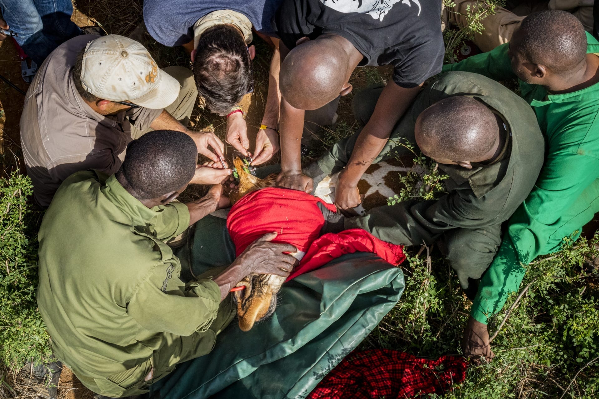 A GPS tracking device being fitted to the giraffe’s ossicone. © SDZG