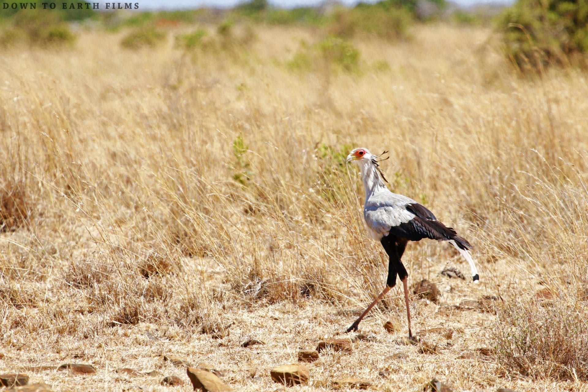 © Down To Earth Films