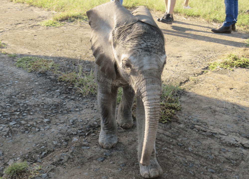 Loketu at Loisaba Airstrip.