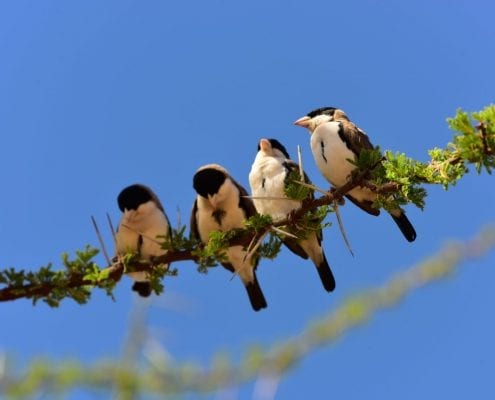 Black-capped social weaver (Pseudonigrita cabanisi) © Phil Carter