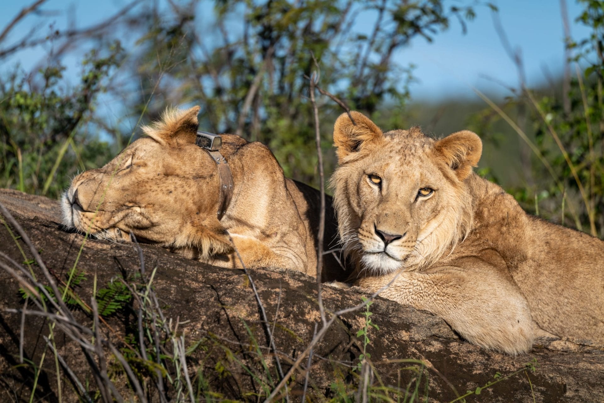 Imara (left), collared at Loisaba on 19th December 2019 with a member of her pride. © Jim Koenigsaecker.