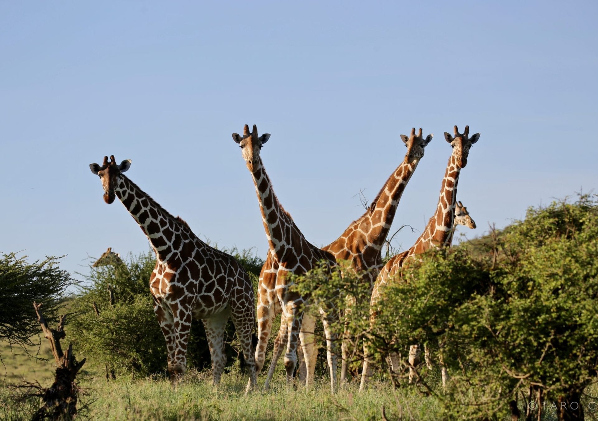 Reticulated giraffes at Loisaba. Photo © Taro Croze.