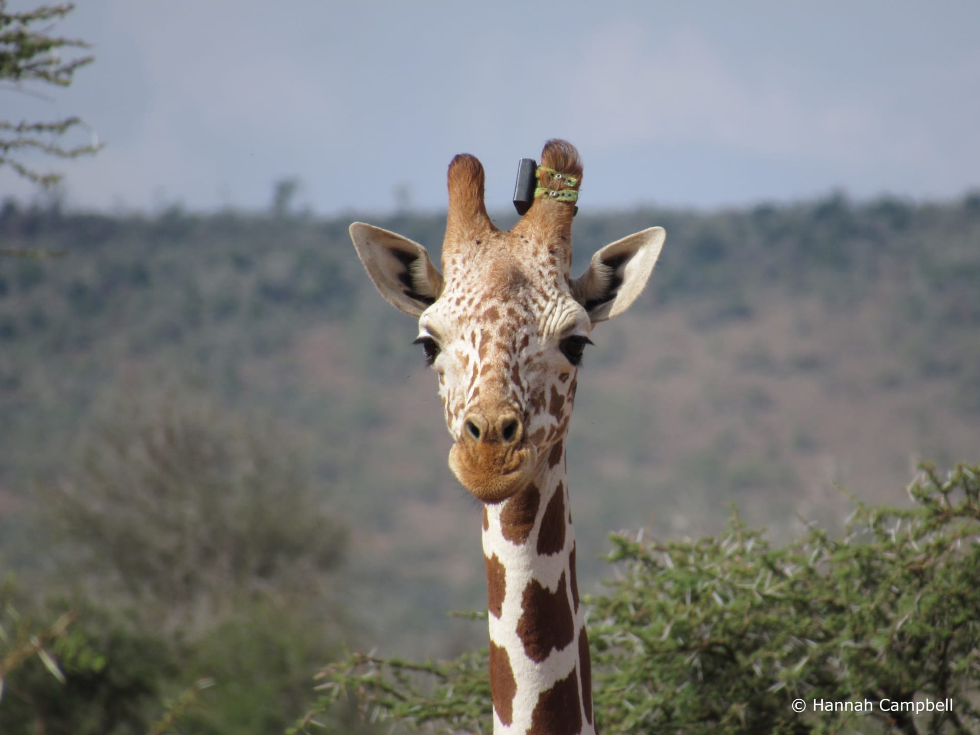 A reticulated giraffe with the GPS tracking device fitted. © Hannah Campbell