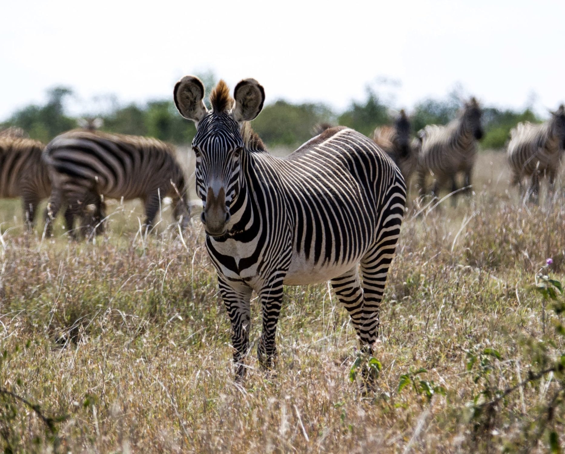 Endangered Grevy’s zebra at Loisaba standing with a herd of common zebra. Photo © Phoebe Belcher