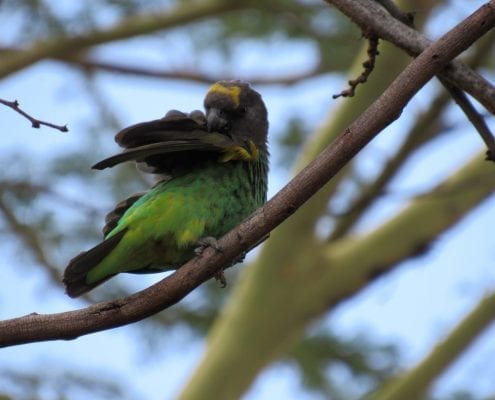 Meyer's parrot (Poicephalus meyeri) © Hannah Campbell