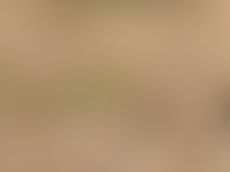 Loisaba’s ‘BioBins’ – Hyenas and Vultures