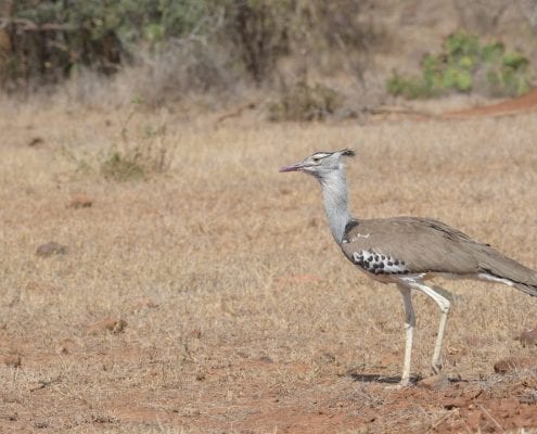Kori bustard (Ardeotis kori) © Alastair Boyd