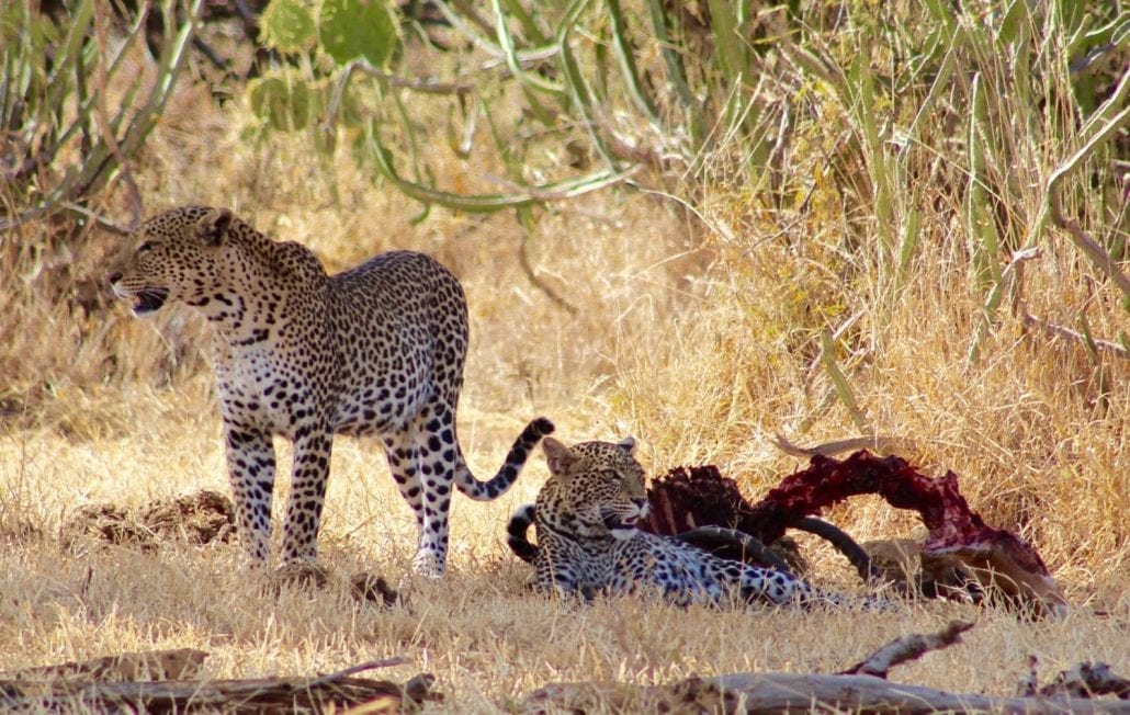 A mother and cub relax around the remains of a large male impala. Only meters away, a male and female leopard were mating in thick shrub © Nicholas Pilfold