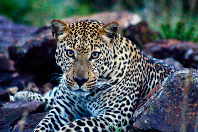 Leopard © Taro Croze