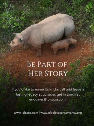 Two Years After a Viral Lion Encounter, Ushindi’s Story Has a New Chapter — And Her Calf Needs a Name