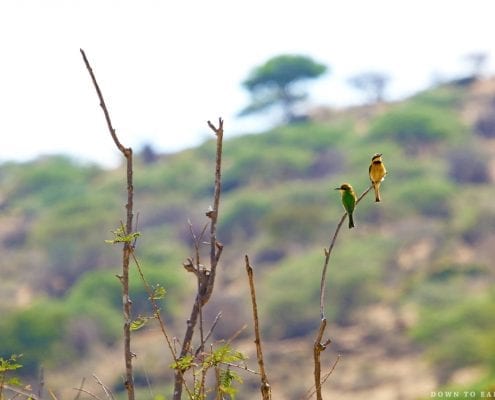 Little Bee-eater (Merops pusillus) © Down To Earth Films