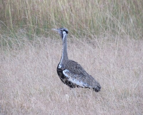 Black-Bellied Bustard (Lissotis melanogaster) © Hannah Campbell