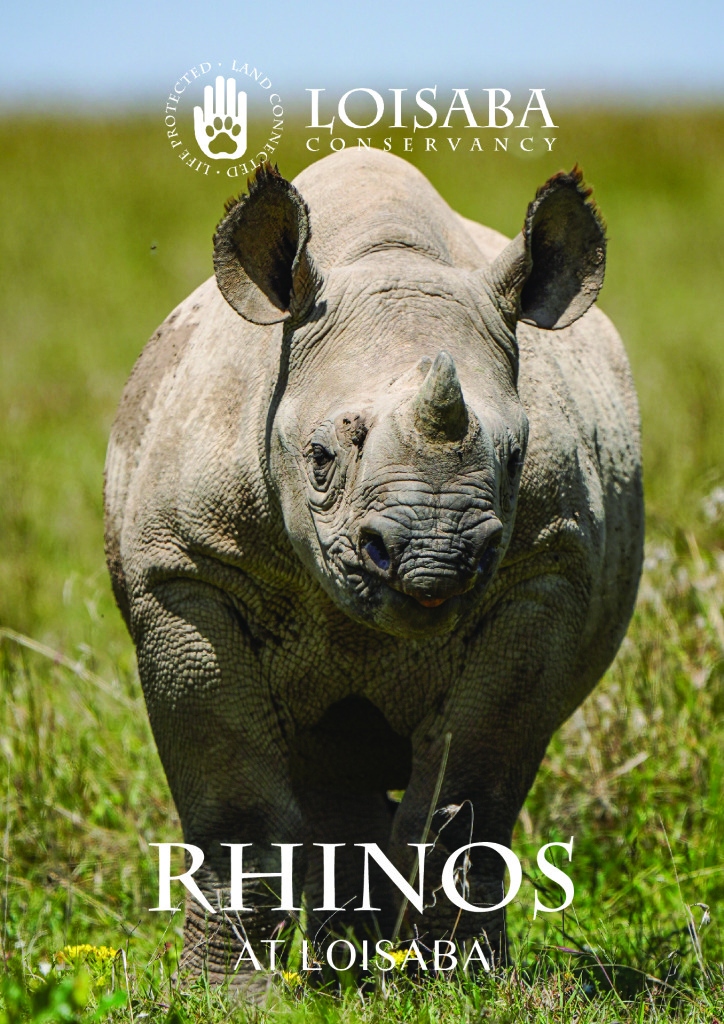 thumbnail of Rhinos at Loisaba