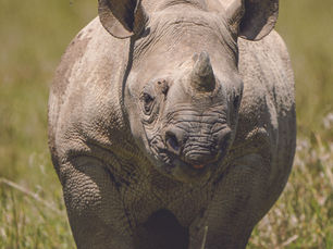 Rhinos at Loisaba