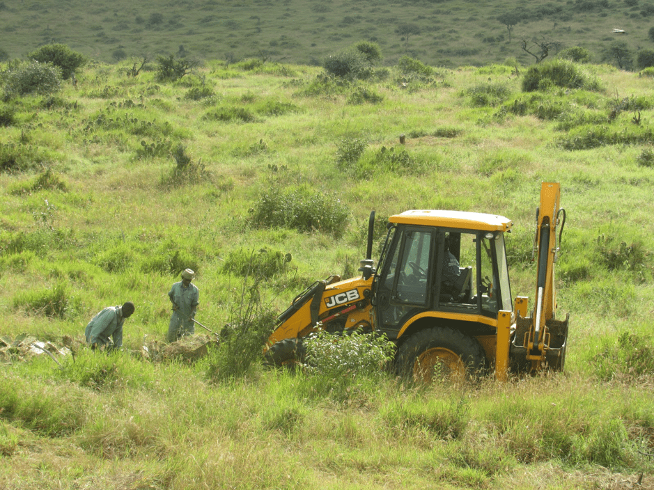 Loisaba’s JCB Back-hoe clearing Opuntia. © Horris Wanyama