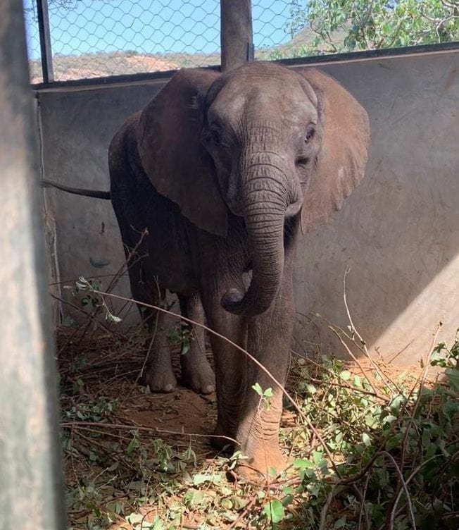 Sikampi settling in at Reteti. Photo © Katie Rowe