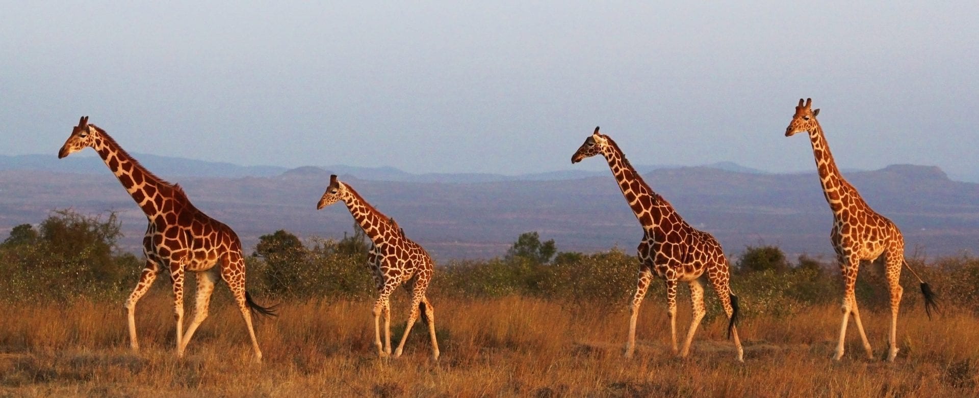 Photo: Down to Earth Films