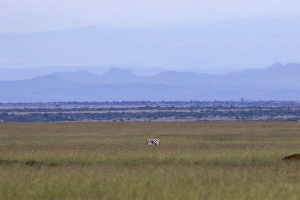 Kitenye eastern views. Below, the inhabitants of the plains at Kitenya, an oryx at sunset and a Grevy zebra on alert