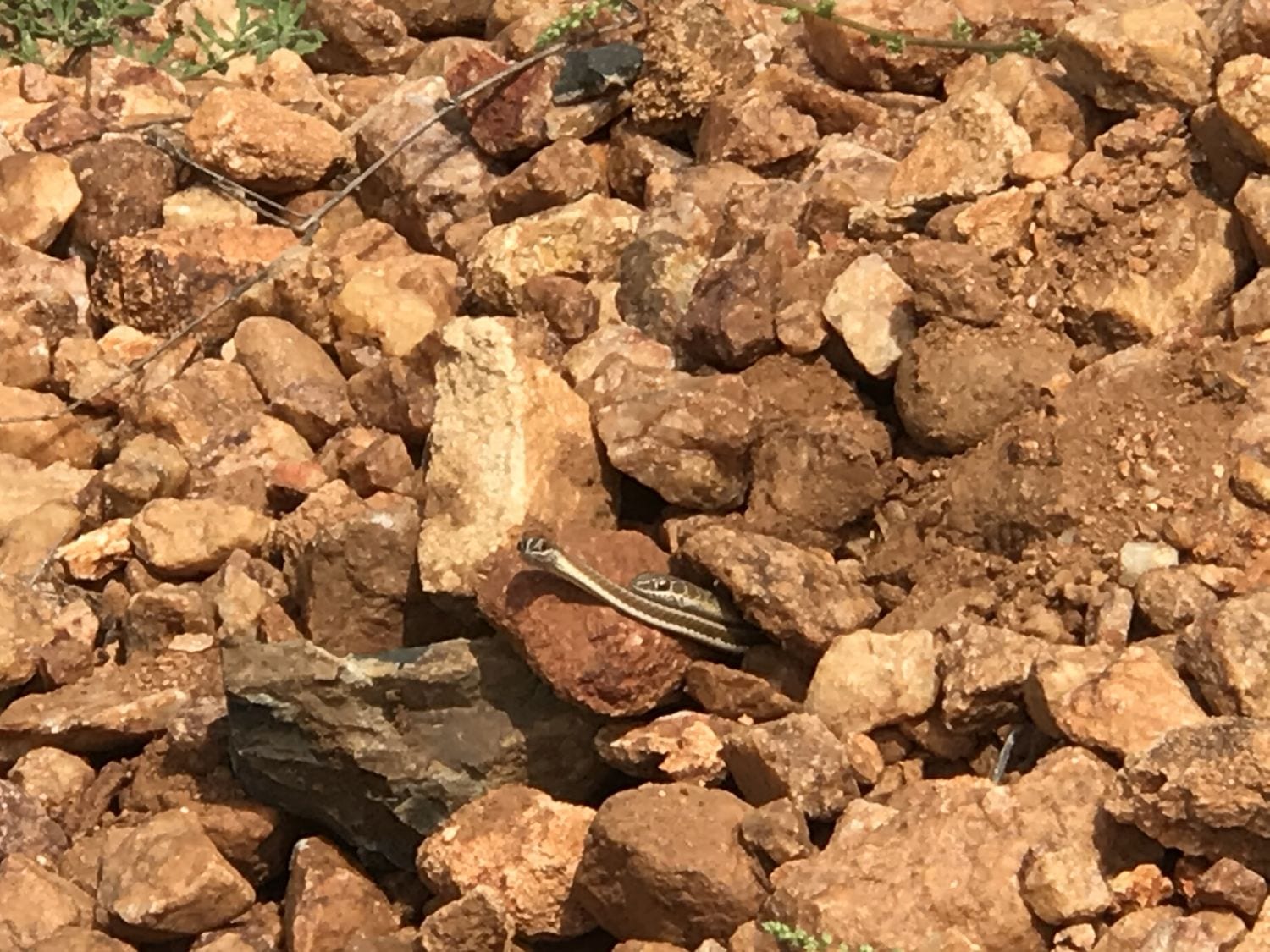 Northern Stripe-Bellied Sand Snakes. Photo © Ambrose Letoluai.