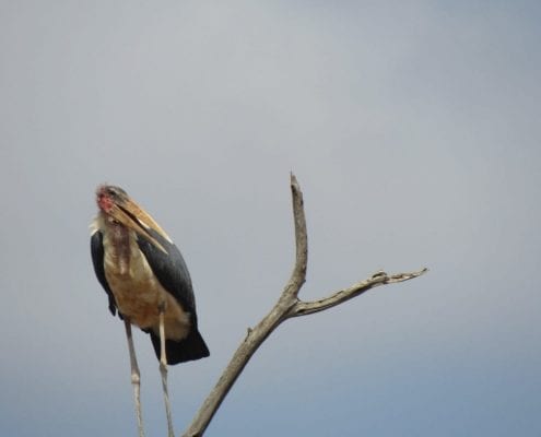 Marabou stork (Leptoptilos crumenifer) © Hannah Campbell