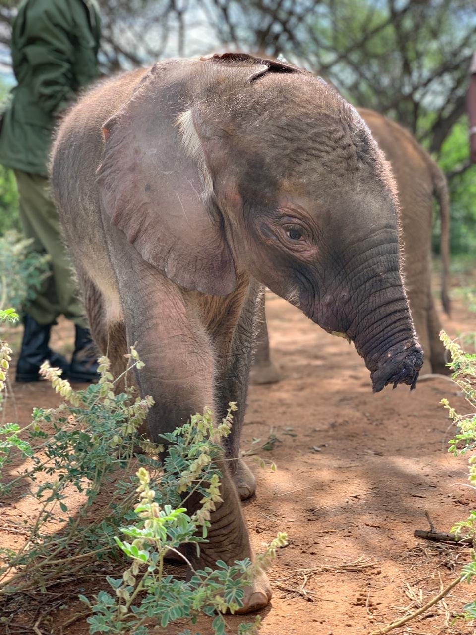 Longuro at Reteti Elephant Sanctuary