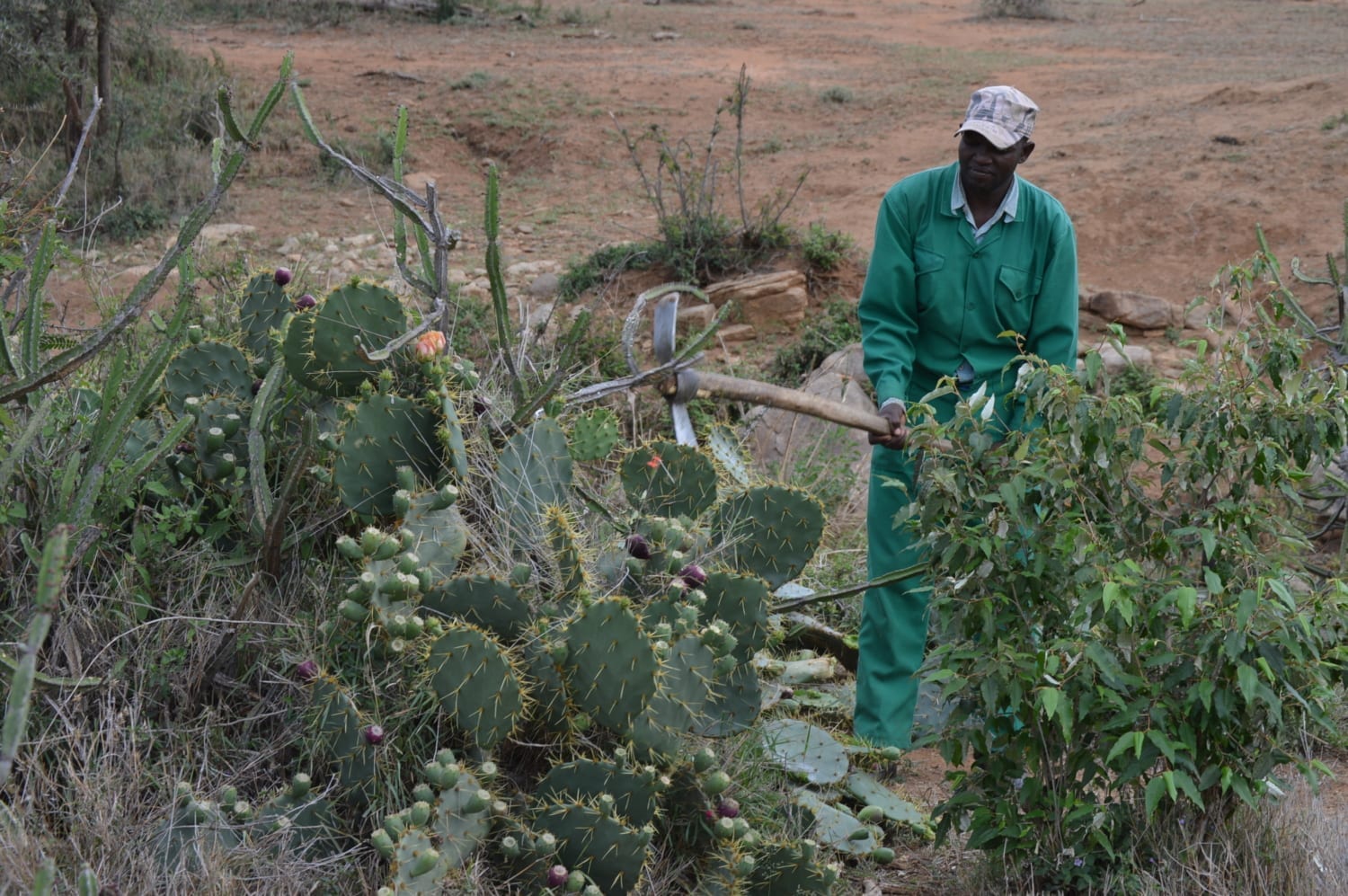 Cactus removal team working to cut down the cactus.