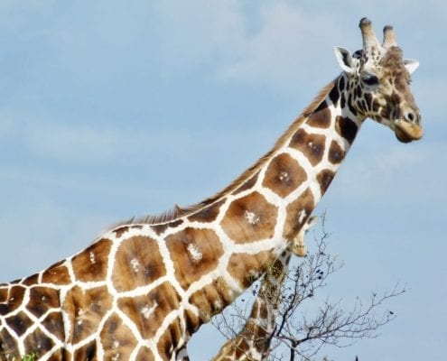 A lovely old bull with very unique markings © Isabelle Parsons