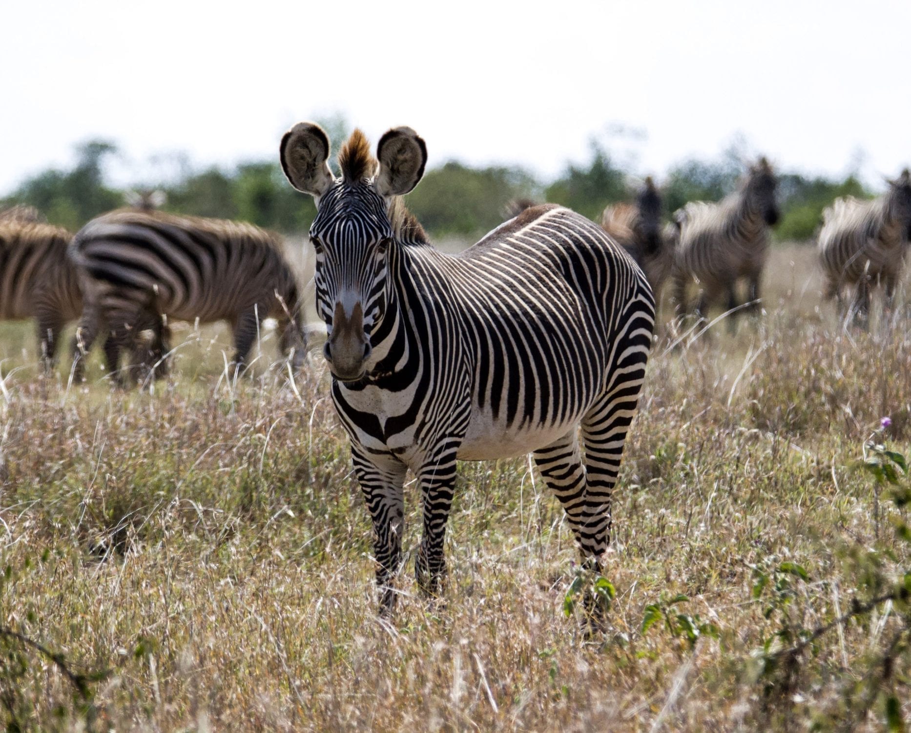 Photo: Phoebe Belcher