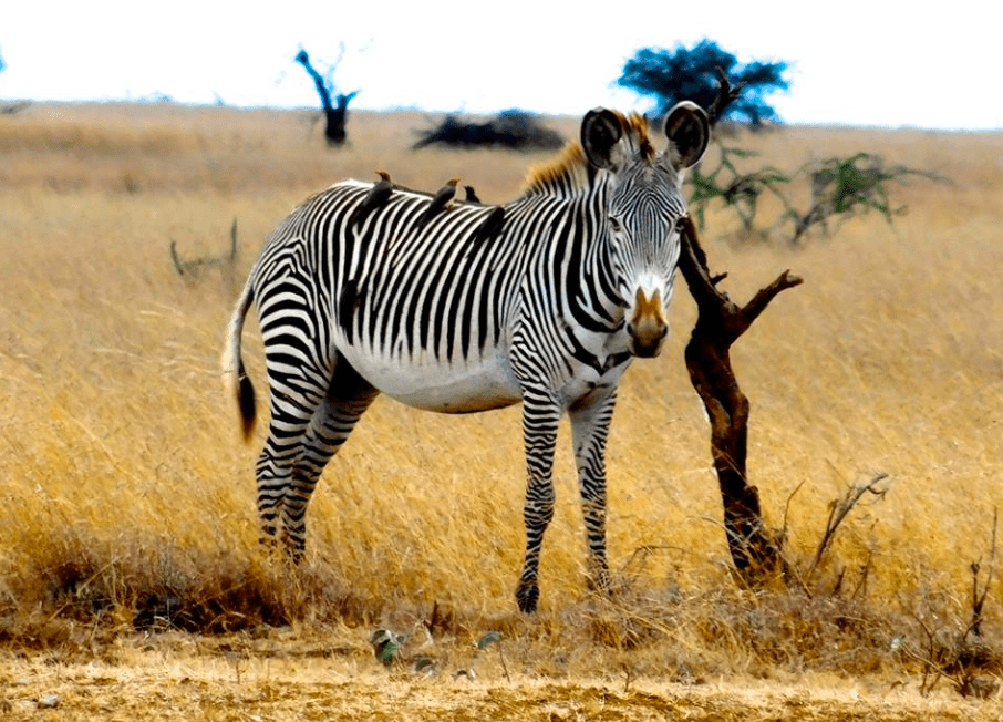 Grevy Zebra