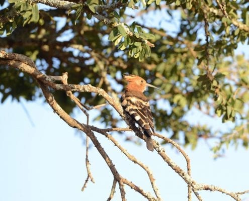 Eurasian hoopoe (Upupa epops) © Alastair Boyd