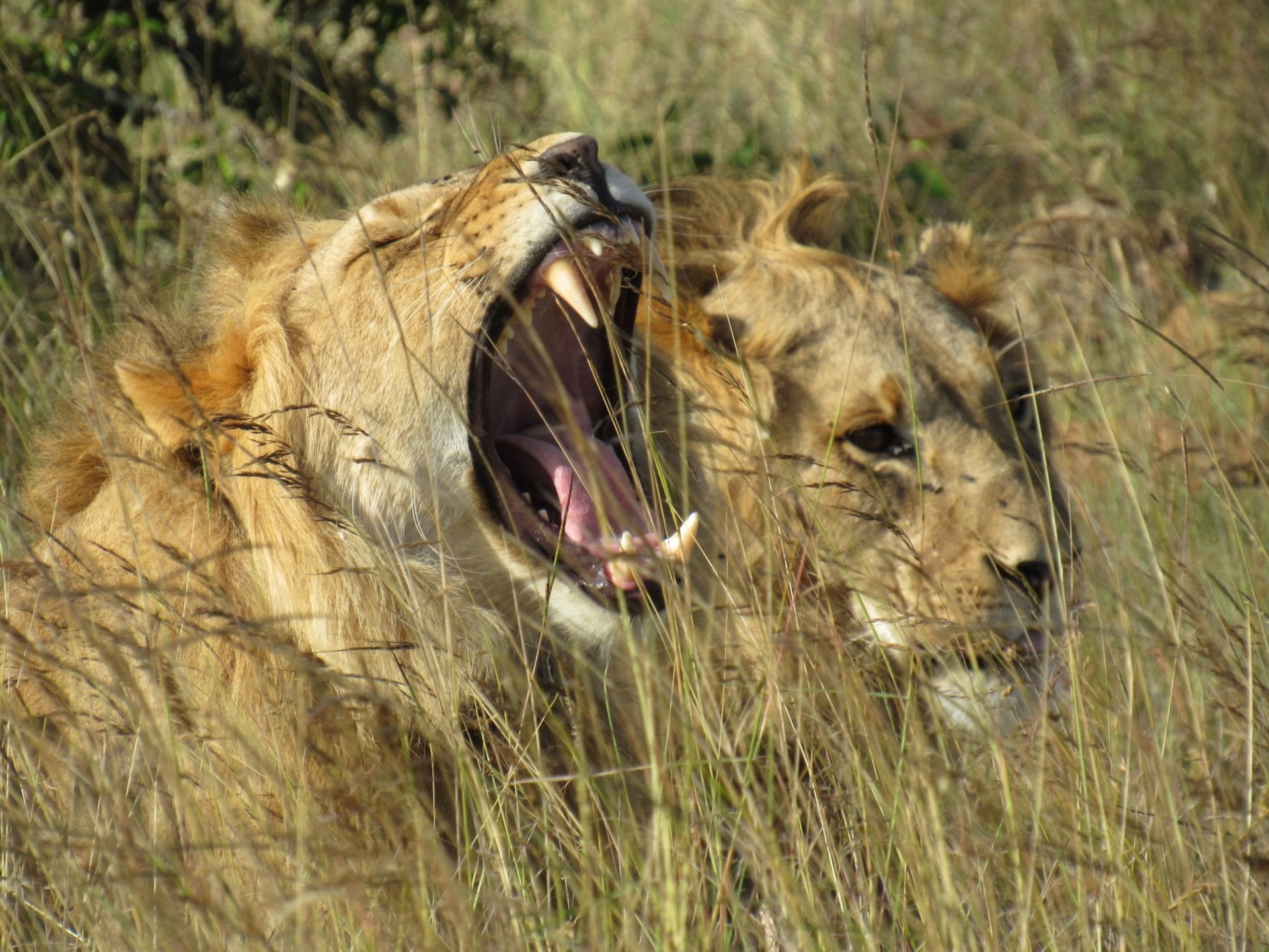 Felix (left), collared at Loisaba on 18th January 2020 with one of his brothers. © Hannah Campbell.
