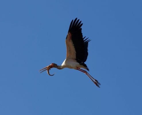 Yellow-Billed stork (Mycteria ibis) © Alastair Boyd