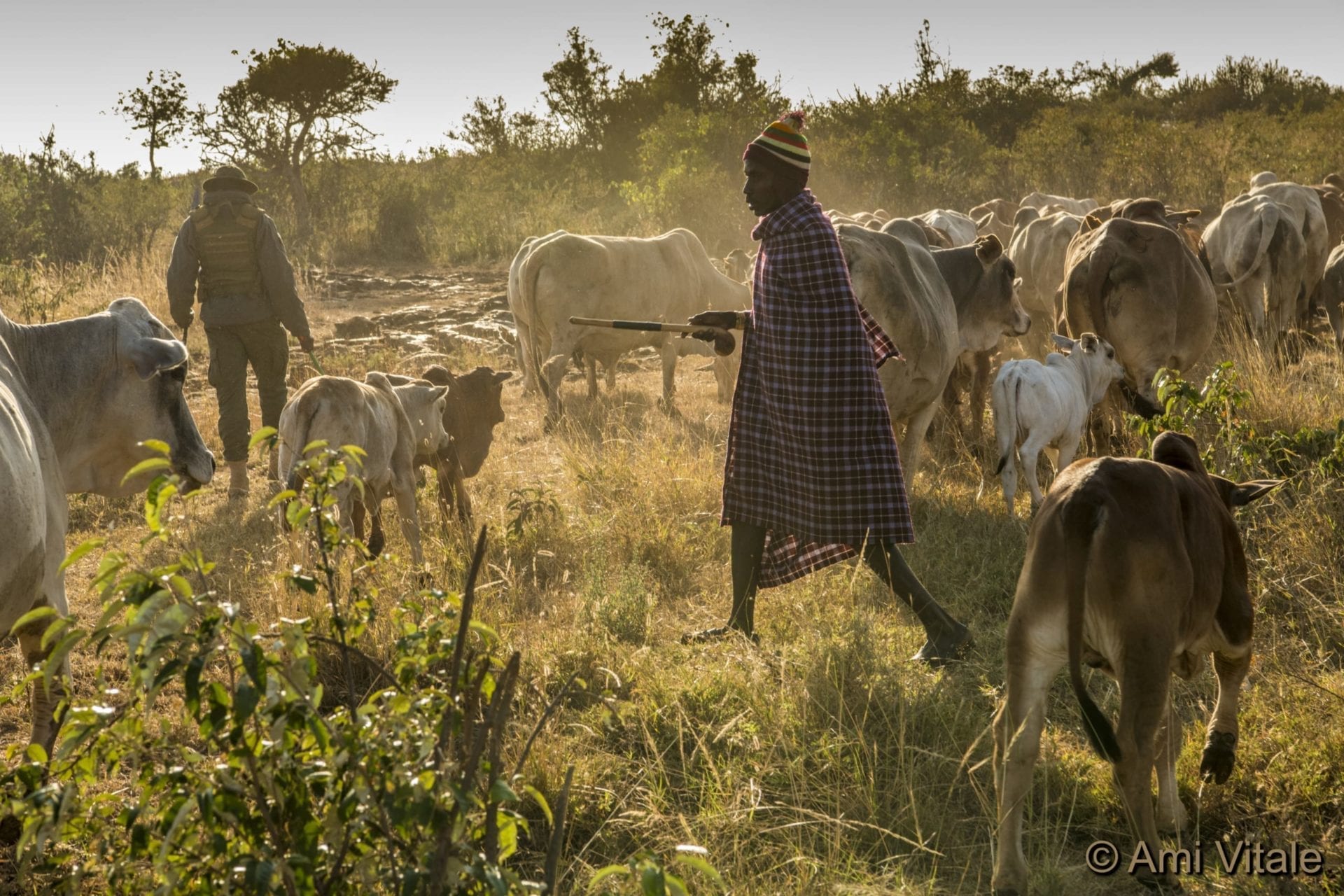 Lion Landscapes, Loisaba Conservancy, and TNC Africa are working with communities to reduce conflict between humans and lions by protecting livestock from attacks by lions and protecting lions from attacks by people. © Ami Vitali.