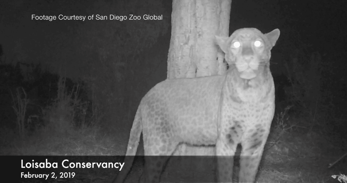 Black leopard caught on camera trap at Loisaba Conservancy. © San Diego Zoo Global