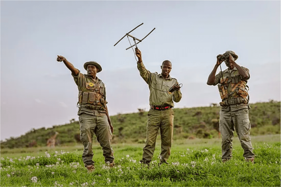 Two of the Loisaba Lion Rangers helping to track the Victoria pride.