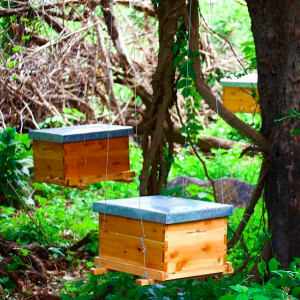 BeeMagic Brood Boxes