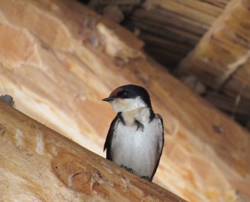 Ethiopian swallow (Hirundo aethiopica) © Hannah Campbell