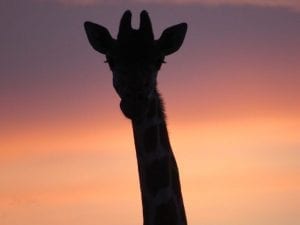 Silhouette at sunset © Amos Chege