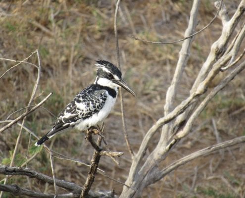 Pied Kingfisher (Ceryle rudis) © Hannah Campbell