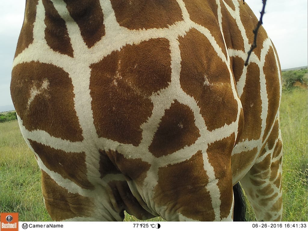 Camera trap photo. © SDZG.