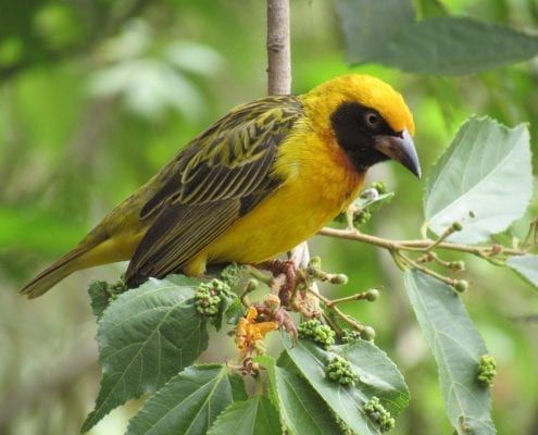 Vitelline masked weaver (Ploceus vitellinus) © Hannah Campbell
