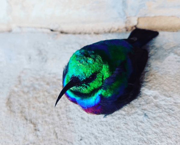 Marico Sunbird © Peter Ekidor