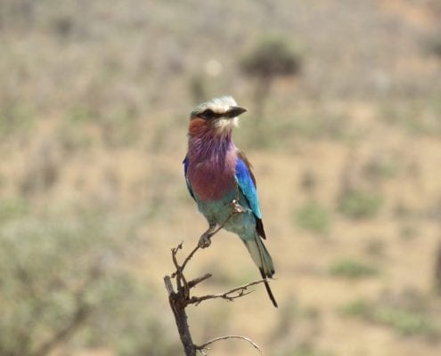Lilac-breasted roller (Coracias caudatus) © Hannah Campbell