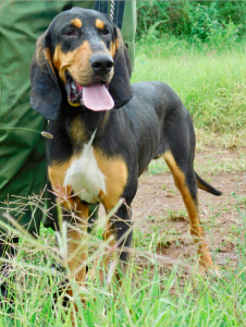 Memusi (male)