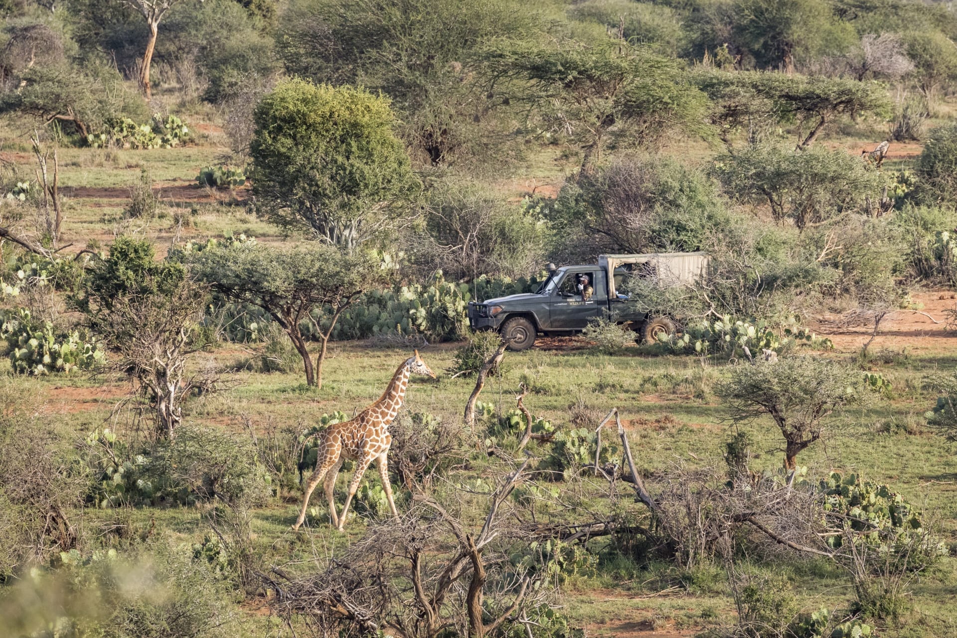 The “Twiga Walinzi” team monitoring reticulated giraffes at Loisaba Conservancy. © SDZG