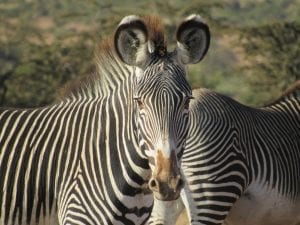 Grevy’s zebra © Amos Chege