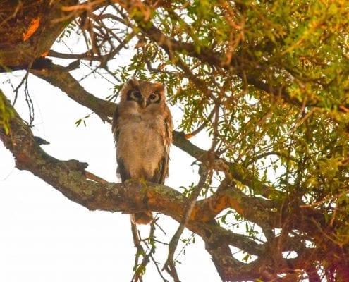 Verreaux's eagle-owl (Bubo lacteus) © Phill Carter