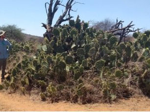 Help scientists understand how an invasive cactus affects mammal behaviour!